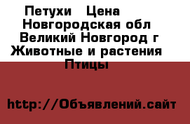 Петухи › Цена ­ 500 - Новгородская обл., Великий Новгород г. Животные и растения » Птицы   